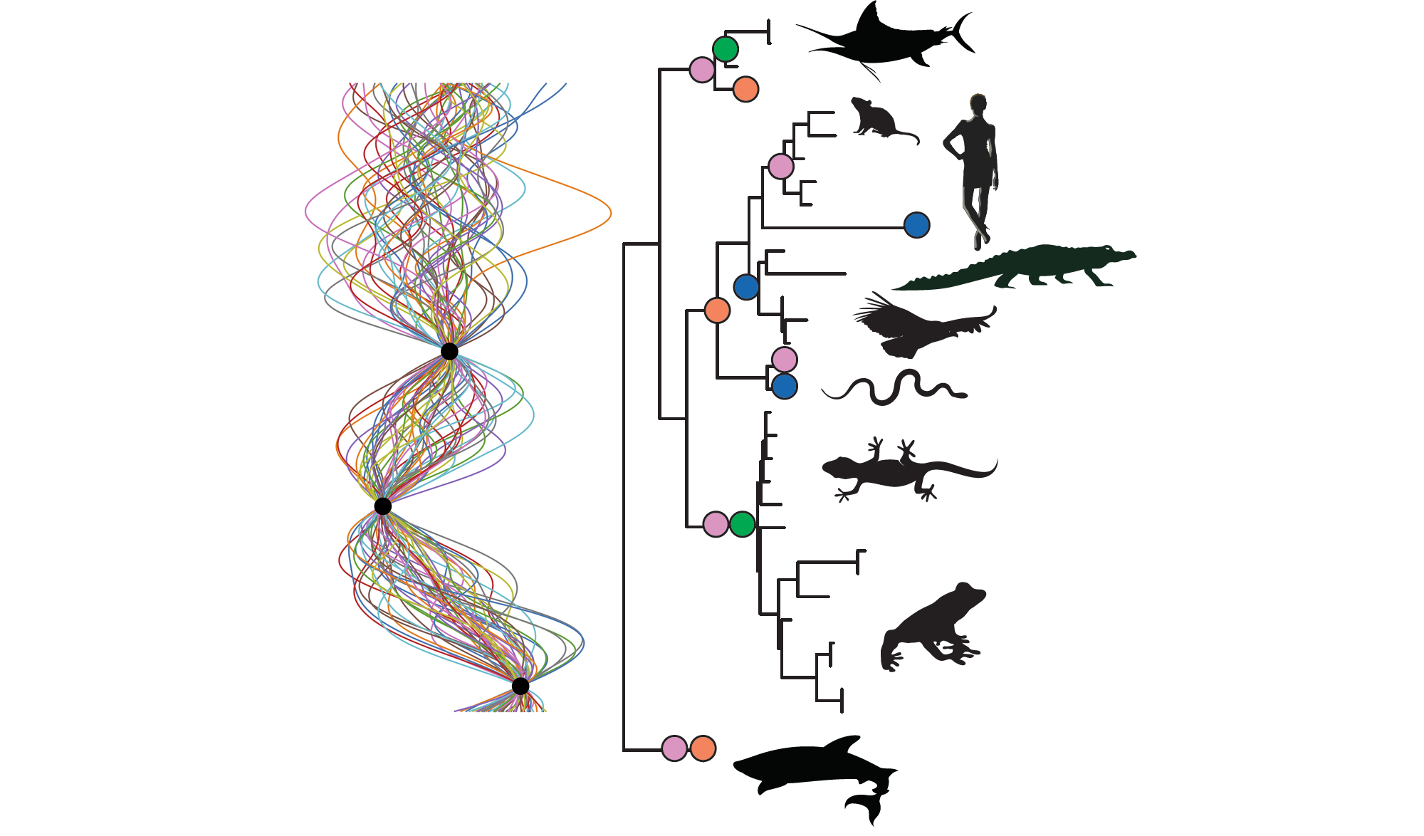 Read more about the article TRACE – Phylogenetic reconstruction using Gaussian processes